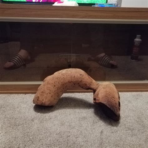 3ft Vivarium in PR2 Preston für £ 60,00 zum Verkauf | Shpock AT