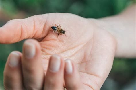 Пчелиный яд: польза и вред, применение | Питание и наука