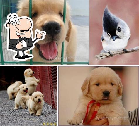 perritos tiernos pub bar buenos aires restaurant reviews