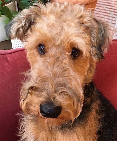 Are Airedales Loyal