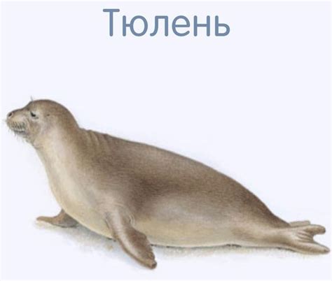 Животные севера картинки для детей с названиями