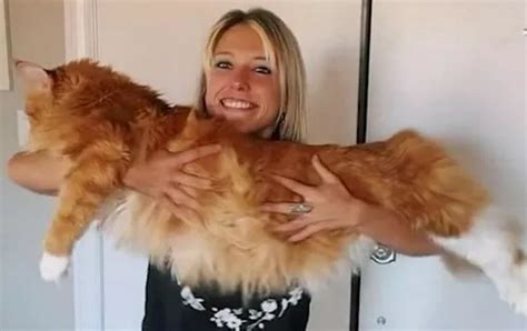 Giant cat is so big it gets mistaken for a dog - CoventryLive