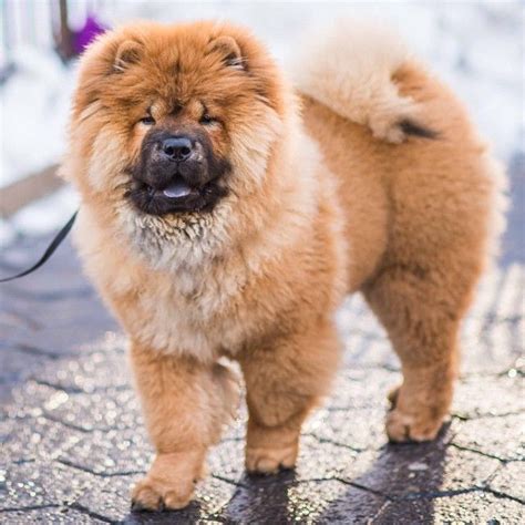 Adorable Chow Chow Dog