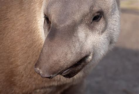 Tapir Snout Closeup Portrait Stock Photos - Free & Royalty-Free Stock ...