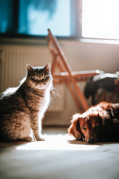The Cats vs. Dogs Debate - Stay at Home Pet Services
