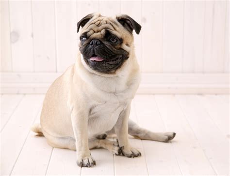 Mops | Free Images at Clker.com - vector clip art online, royalty free ...