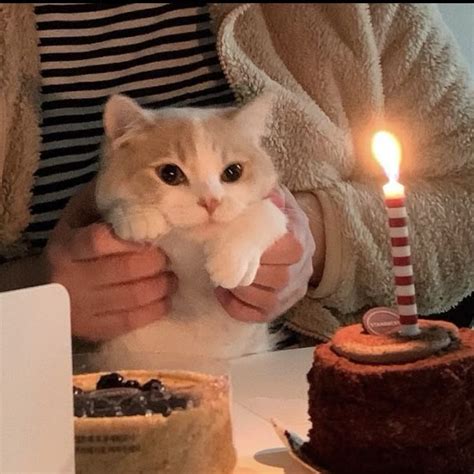 Пин от пользователя 🌸⋆୨୧˚૮ ^ﻌ^ა˚୨୧⋆ 🌸 на доске cute cat ‍⬛ | Кошачий ...