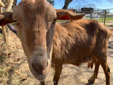 How to Reach Baylham House Rare Breeds Farm via Public Transit 9