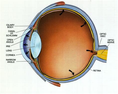 GLAUCOMA | Optometry Today