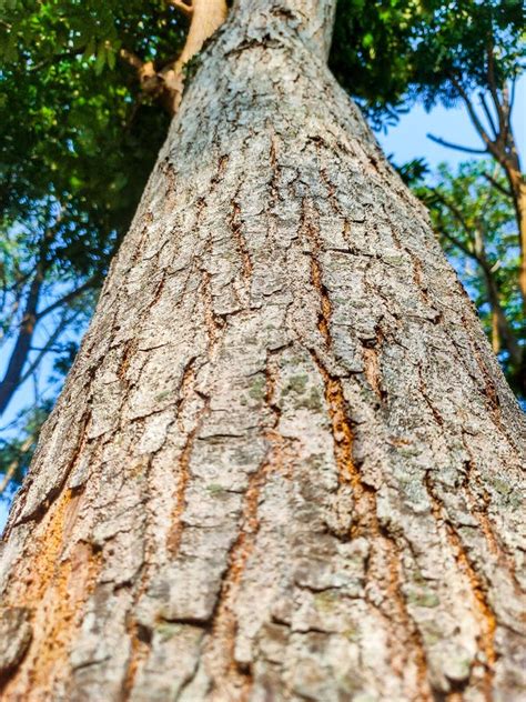 tree trunks  detailed bark visible stock photo image  forest
