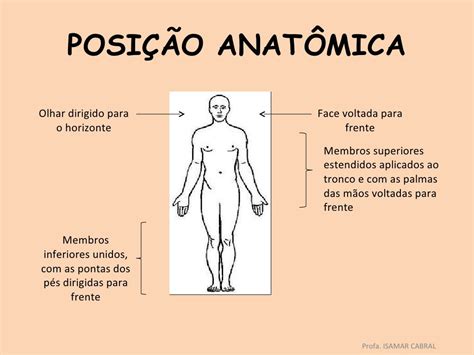 Descreva A Posicao Anatomica - Posicao Anatomica Rotulada