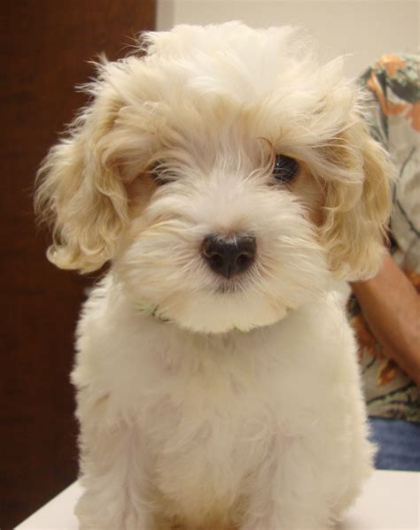 White Cocker Spaniel Poodle Mix - dopi