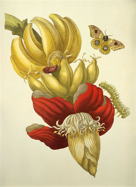 The Amazing Life and Work of Maria Sibylla Merian - Atlas Obscura