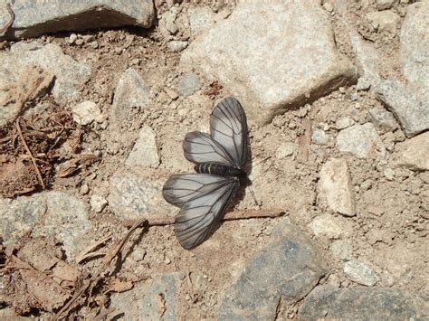 Styx infernalis Staudinger, 1875