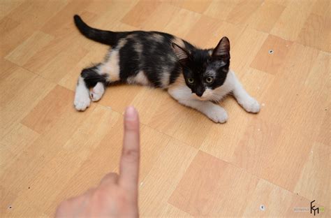7 способов как быстро отучить кота царапать мебель раз и навсегда