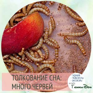 Сонник: черви