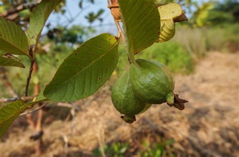 guava – Agriculture Monthly