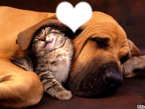 L'amour animaux Design Template | Pixiz