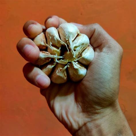 siung bawang putih foto stok potret gambar bebas royalti