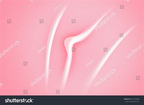 female reproductive system clitoris anatomical structure stock
