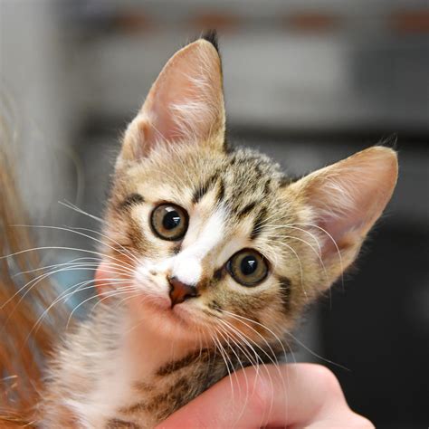 Adopt Romeo Today - Pets TheCountyOffice