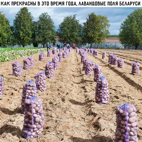 ﻿КАК ПРЕКРАСНЫ В ЭТО ВРЕМЯ ГОДА. ЛАВАНДОВЫЕ ПОЛЯ БЕЛАРУСИ / Приколы для ...