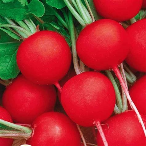 Редис Родос: описание и характеристики сорта, особенности посадки и ...
