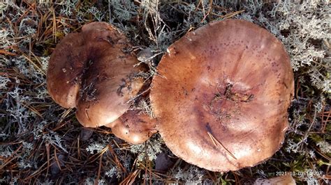 Рядовка пятнистая (Tricholoma pessundatum) фото и описание