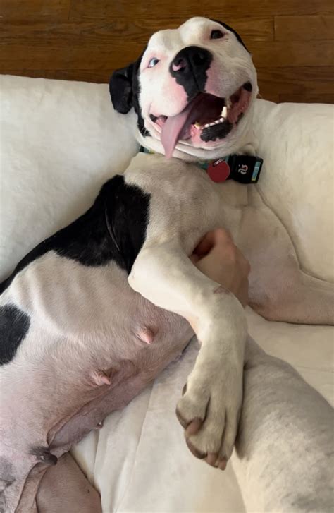 Heartbreaking Transformation: From Fearful Stray to Loving Companion