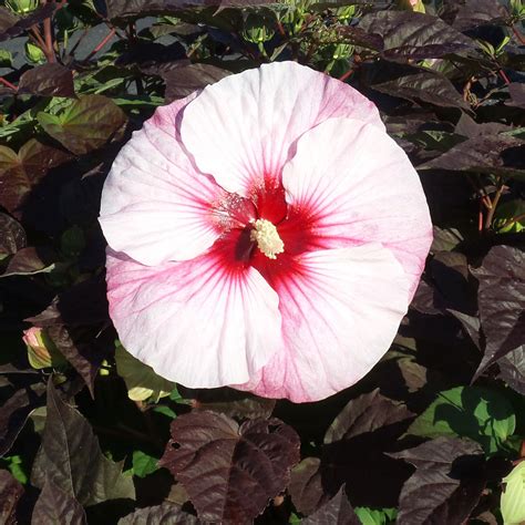Hibiscus SUMMERIFIC Perfect Storm - Buy Rose Mallow Perennials Online