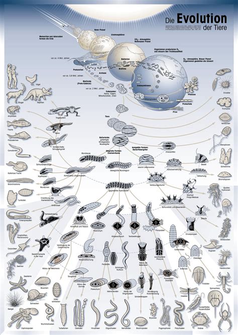 Evolution : Mueve tus caderas