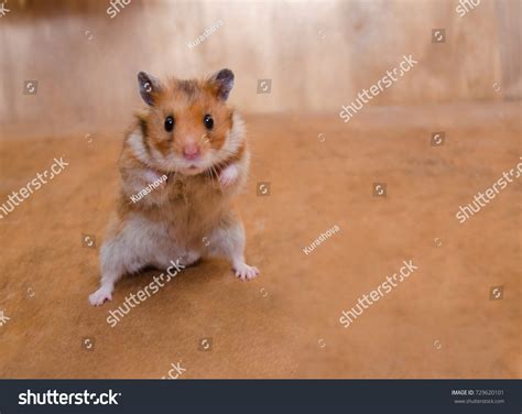 433 Scared hamster Images, Stock Photos & Vectors | Shutterstock