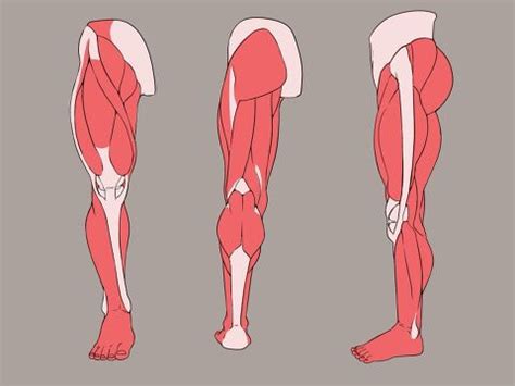 Male Leg Anatomy