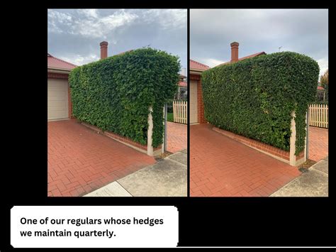 Hedge Trimming in Adelaide