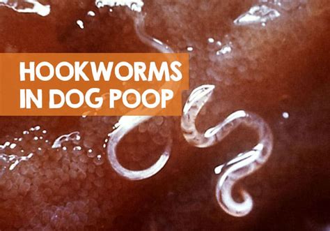 White pin shaped worms in dog poop - dolfsplus