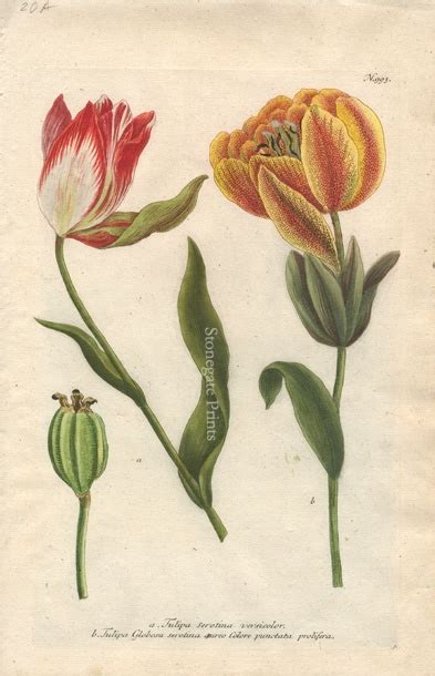 Yellow, Red and Green Variegated Tulips - Stonegate Rare Antique Prints
