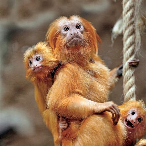 The Golden Lion Tamarin Comes Home George Ancona 11