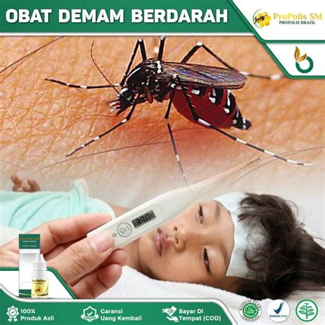 obat demam berdarah dbd nyamuk demam berdarah demam berdarah anak