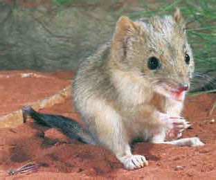 Brush-tailed Mulgara - Shark Bay