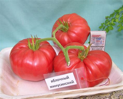 Томат Яблочный минусинский: ОТЗЫВЫ (10), фото, урожайность | tomatland.ru