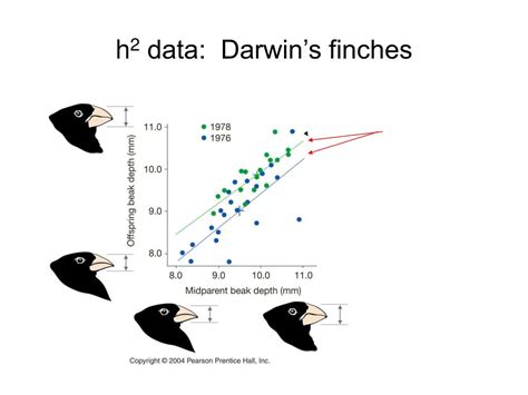 quantitative genetics traits controlled   loci powerpoint
