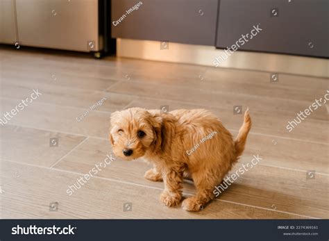 6+ Thousand Puppy Pooping Royalty-Free Images, Stock Photos & Pictures ...
