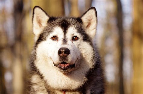 train  care    siberian husky puppy