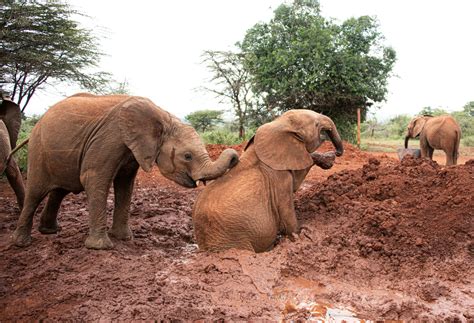 baby elephant splashes  muddy puddle   toddler   rain