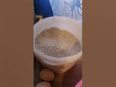 Дедовский способ выращивания суточных цыплят. На таком корме цыплята ...