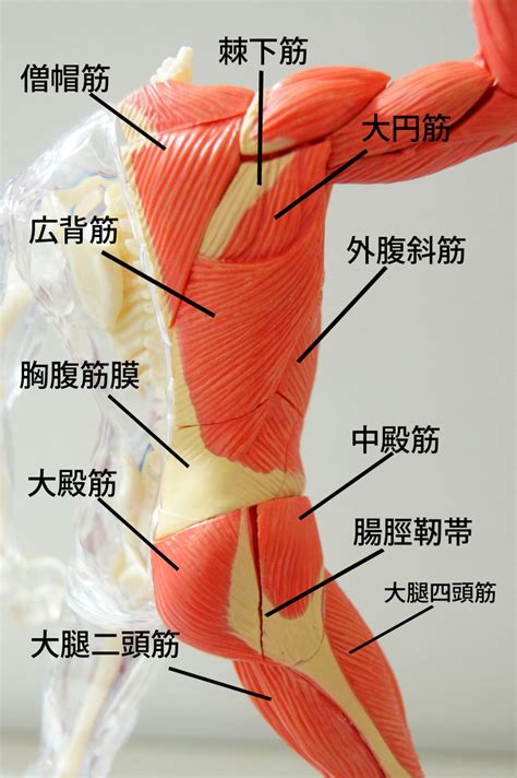 人体構造筋肉 – わかりやすい筋肉図 – DWTFWZ