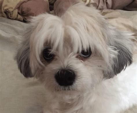 🥖 Is Sourdough Bread Good for Dogs?