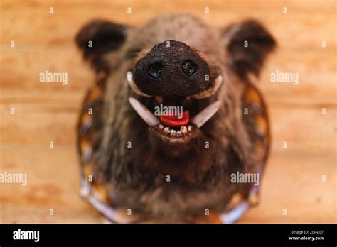 Wild boar head with open mouth and fangs close-up, snout in focus ...