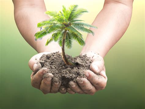 coco blog explore coconut benefits  inspired  coconut company