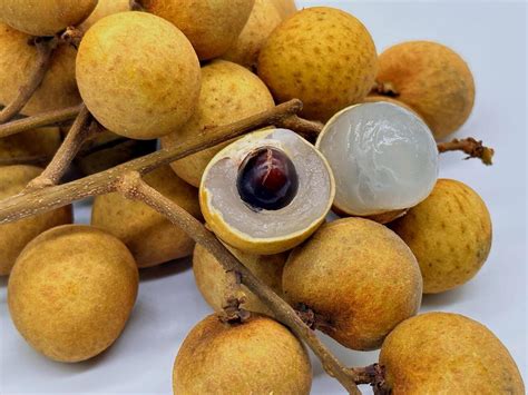 longan  leaf isolated  white background  stock photo